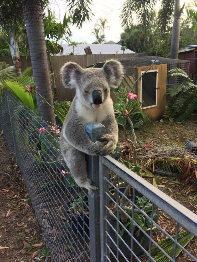 Executive Properties In North Ward Townsville And On Magnetic Island Bagian luar foto