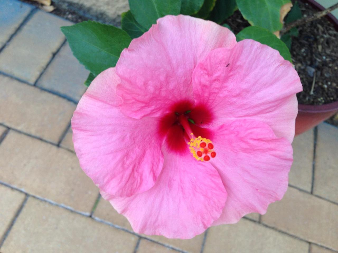 Executive Properties In North Ward Townsville And On Magnetic Island Bagian luar foto
